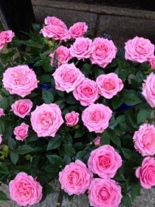 ミニバラの鉢売れてます！！｜「国会花苑」　（東京都千代田区の花キューピット加盟店 花屋）のブログ