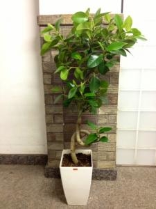 フランスゴムの木は入りました！！｜「国会花苑」　（東京都千代田区の花キューピット加盟店 花屋）のブログ