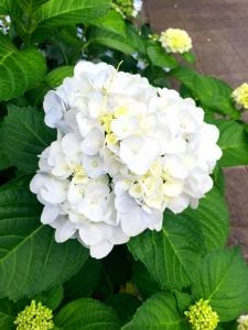 店舗前のアジサイが咲き始めました。｜「国会花苑」　（東京都千代田区の花キューピット加盟店 花屋）のブログ