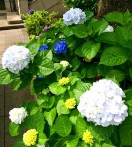 アジサイがほんのり青色に変わり始めました！！｜「国会花苑」　（東京都千代田区の花キューピット加盟店 花屋）のブログ
