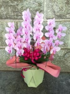 就任祝にミニ胡蝶蘭をお届けしました。｜「国会花苑」　（東京都千代田区の花キューピット加盟店 花屋）のブログ
