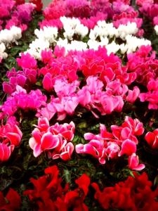 シクラメンの季節がやってきました！！｜「国会花苑」　（東京都千代田区の花キューピット加盟店 花屋）のブログ