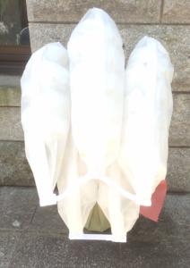 就任祝に5本立胡蝶蘭鉢お届けしました！！｜「国会花苑」　（東京都千代田区の花キューピット加盟店 花屋）のブログ