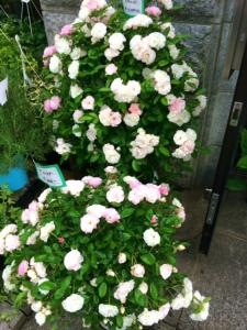バラ「ピンクサマースノー」入荷しました！！｜「国会花苑」　（東京都千代田区の花キューピット加盟店 花屋）のブログ