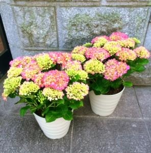 寄せ植えピンクアジサイ 花屋ブログ 東京都千代田区の花屋 国会花苑にフラワーギフトはお任せください 当店は 安心と信頼の花キューピット加盟店です 花キューピットタウン