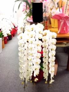 某会社様の事務所移転祝に胡蝶蘭鉢を配達しました。｜「国会花苑」　（東京都千代田区の花キューピット加盟店 花屋）のブログ