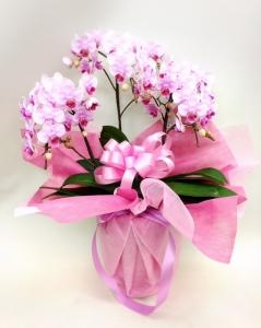 お誕生日の御祝にミニ胡蝶蘭鉢をお届けしました。｜「国会花苑」　（東京都千代田区の花キューピット加盟店 花屋）のブログ