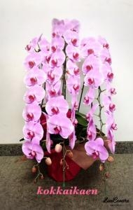 就任祝に胡蝶蘭鉢ピンクをお届けしました！！｜「国会花苑」　（東京都千代田区の花キューピット加盟店 花屋）のブログ