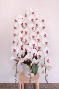 某会社の役員様宛に白赤胡蝶蘭鉢をお届けしました！「国会花苑」（東京都千代田区の花屋）のギャラリー写真