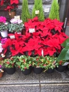 クリスマスモードになってきました！！｜「国会花苑」　（東京都千代田区の花キューピット加盟店 花屋）のブログ