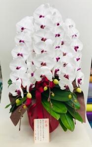 某会社様の御祝用に胡蝶蘭鉢をお届けしました！「国会花苑」（東京都千代田区の花屋）のギャラリー写真
