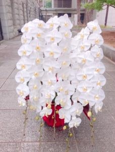久しぶりの５本立ち胡蝶蘭鉢！！「国会花苑」（東京都千代田区の花屋）のギャラリー写真