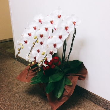 胡蝶蘭鉢白赤（５本立）