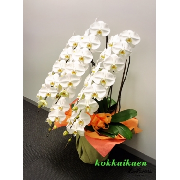 胡蝶蘭鉢白５本立（５０輪～）