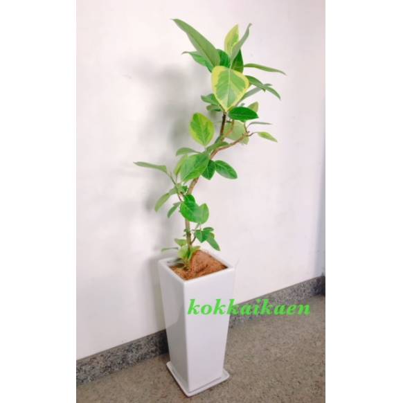 フィカス　アルテシマ