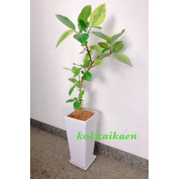 フィカス　アルテシマ