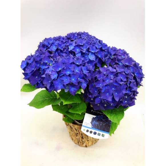 あじさい「ディープパープル」（バスケット付）