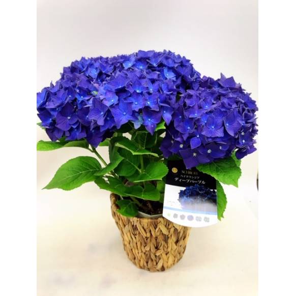 あじさい「ディープパープル」（バスケット付）