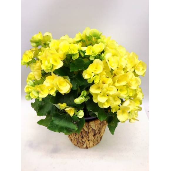 リーガースベゴニア黄色（バスケット付）