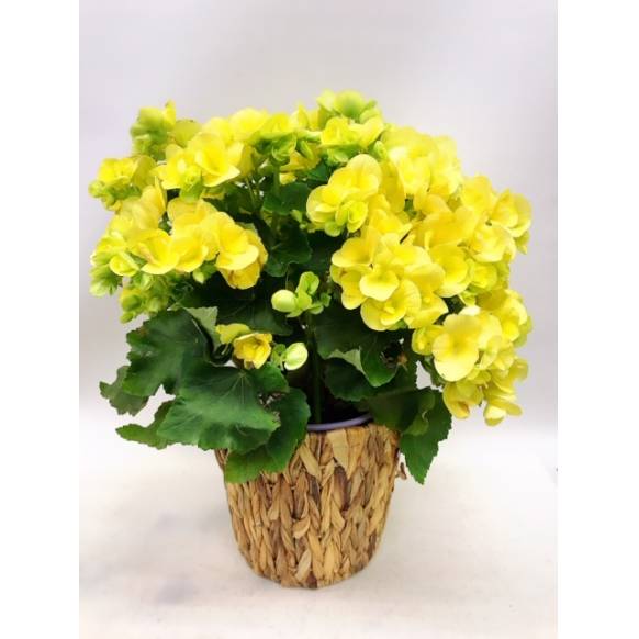 リーガースベゴニア黄色（バスケット付）