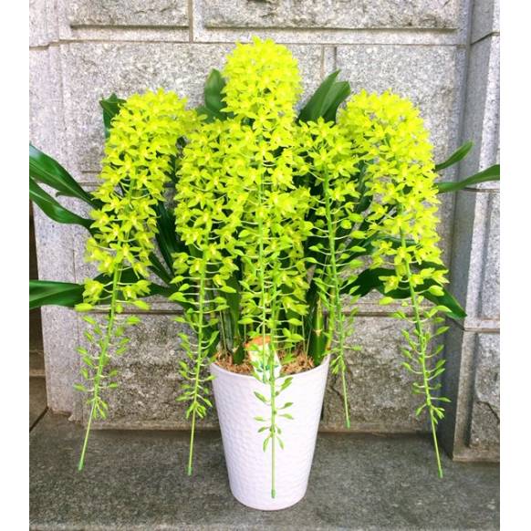 鉢物の花 東京都千代田区の花屋 国会花苑にフラワーギフトはお任せください 当店は 安心と信頼の花キューピット加盟店です 花キューピットタウン