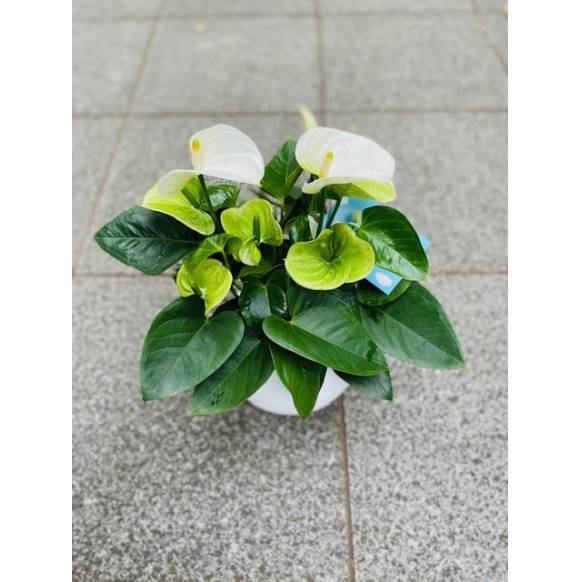 アンスリューム白（セラート鉢）